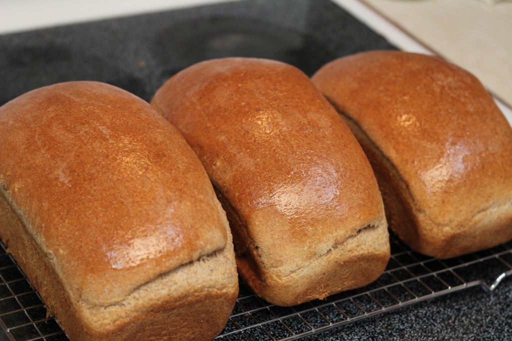 favorite whole wheat bread