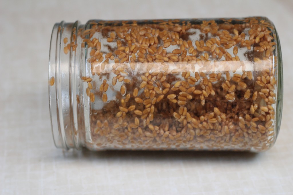 sprouting wheat tutorial