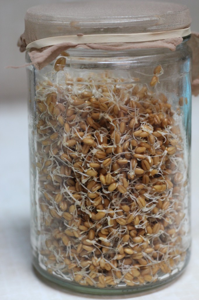 how to tell if sprouted wheat is ready